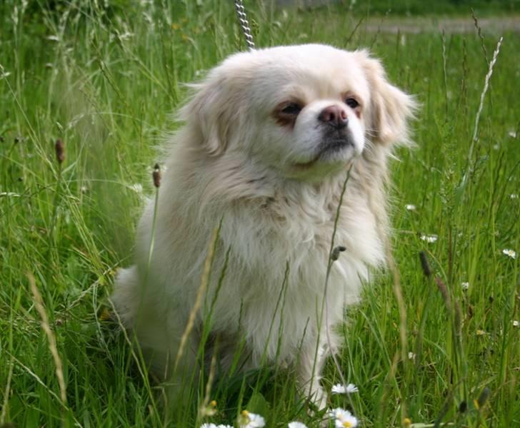 Tibetansk spaniel Zenta Le Roy billede 3