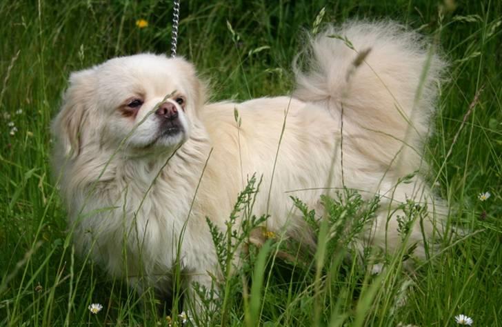 Tibetansk spaniel Zenta Le Roy billede 4