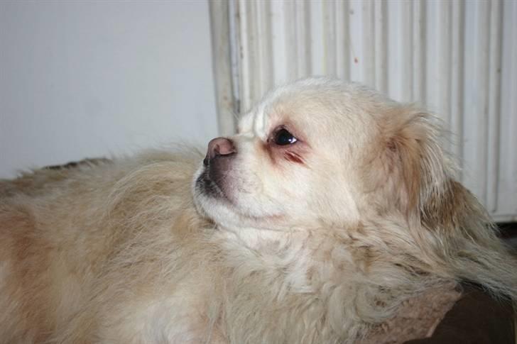 Tibetansk spaniel Zenta Le Roy billede 5