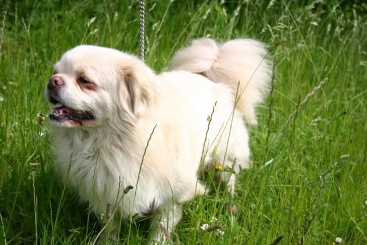 Tibetansk spaniel Zenta Le Roy billede 6