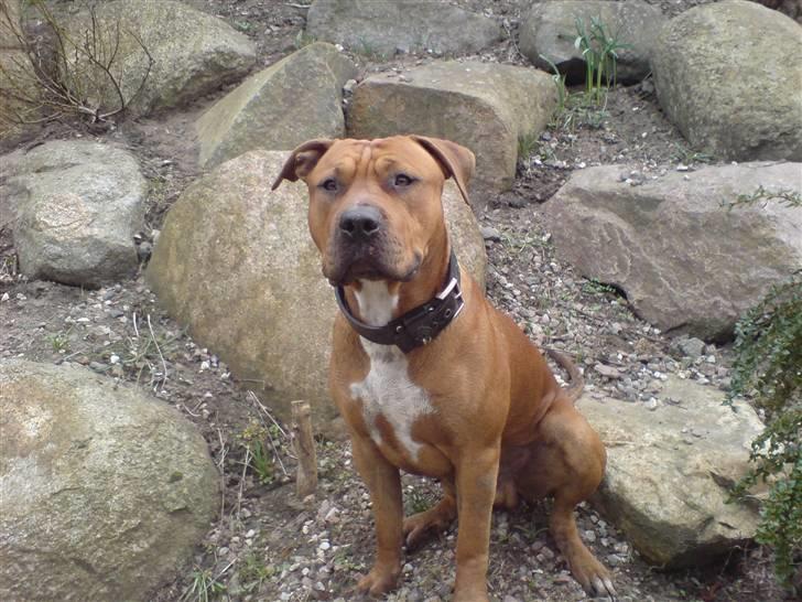 Amerikansk staffordshire terrier Bobby <3 billede 1