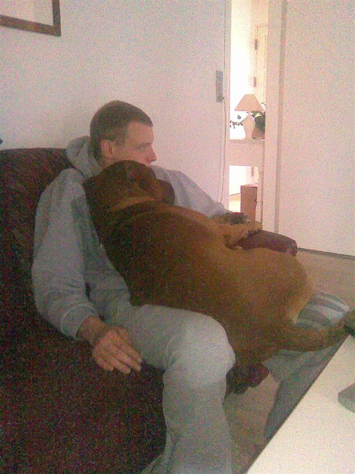 Amerikansk staffordshire terrier Bobby <3 - JA, han er en rigtig skøde hund :) billede 2