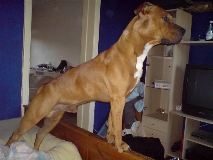 Amerikansk staffordshire terrier Bobby <3 billede 3