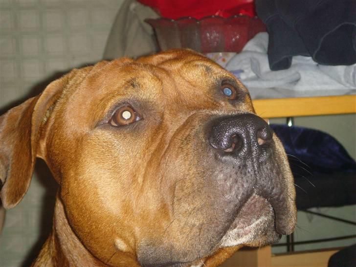 Amerikansk staffordshire terrier Bobby <3 billede 4