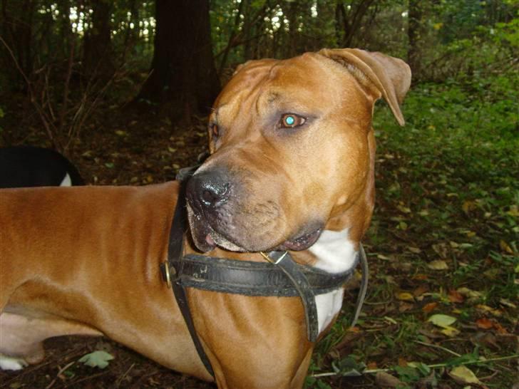Amerikansk staffordshire terrier Bobby <3 billede 5