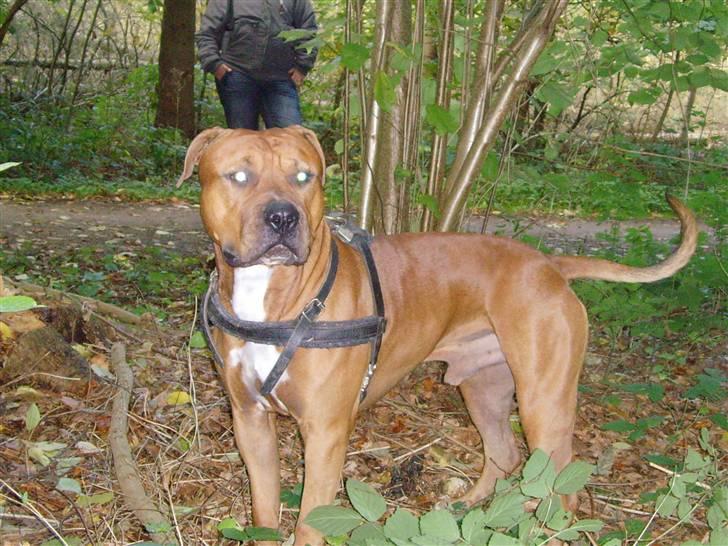 Amerikansk staffordshire terrier Bobby <3 billede 6