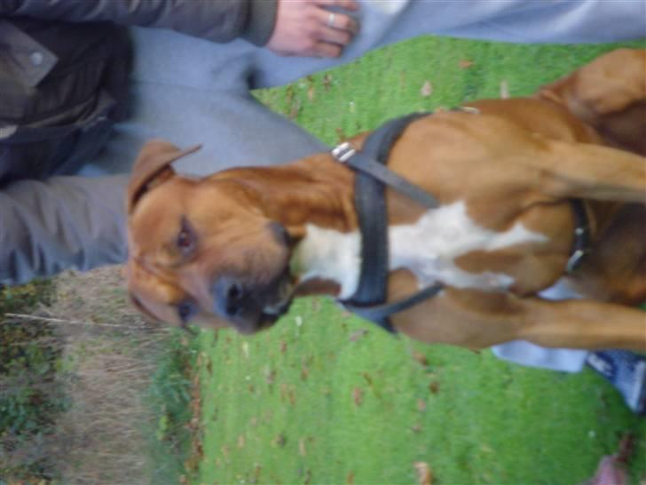 Amerikansk staffordshire terrier Bobby <3 billede 7