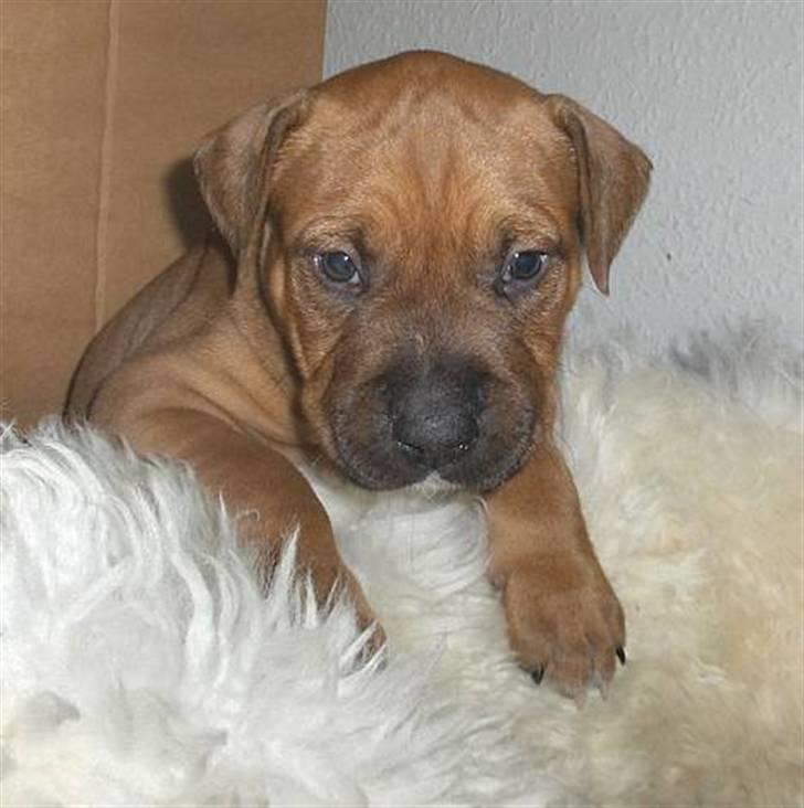 Amerikansk staffordshire terrier Bobby <3 - Ca 4 uger... Så lille og så skøn, li som nu :) billede 8