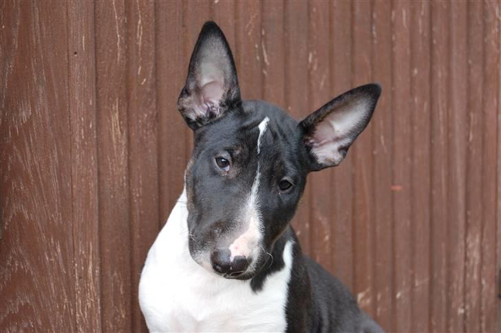 Bullterrier Chili billede 4