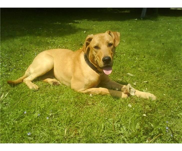 Broholmer Bella - Lige ankommet til mit nye hjem billede 1