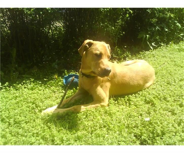 Broholmer Bella - Er det mig du tager billeder af ? billede 2