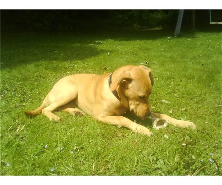 Broholmer Bella - Uhm dejligt ben jeg har her. billede 3