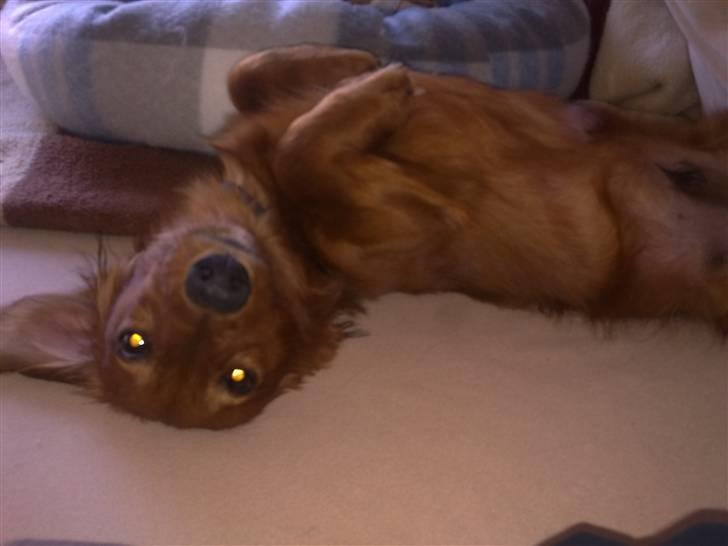 Dværggravhund Balder - "se mig, er jeg ikk bar nuttet" :) billede 8