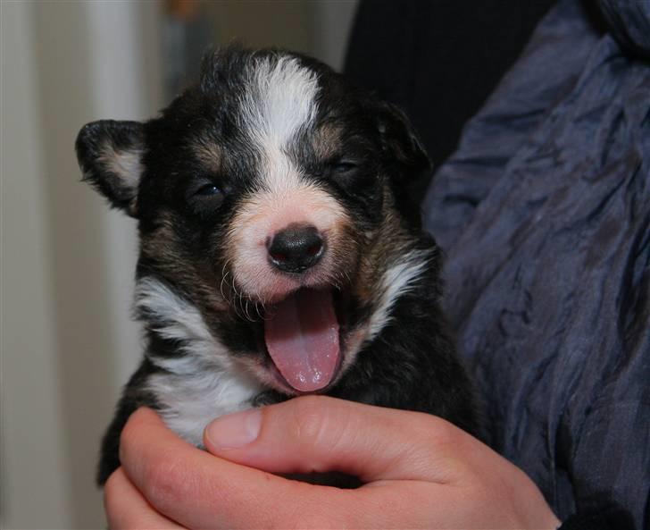 Border collie Cozy Himmelhund billede 18