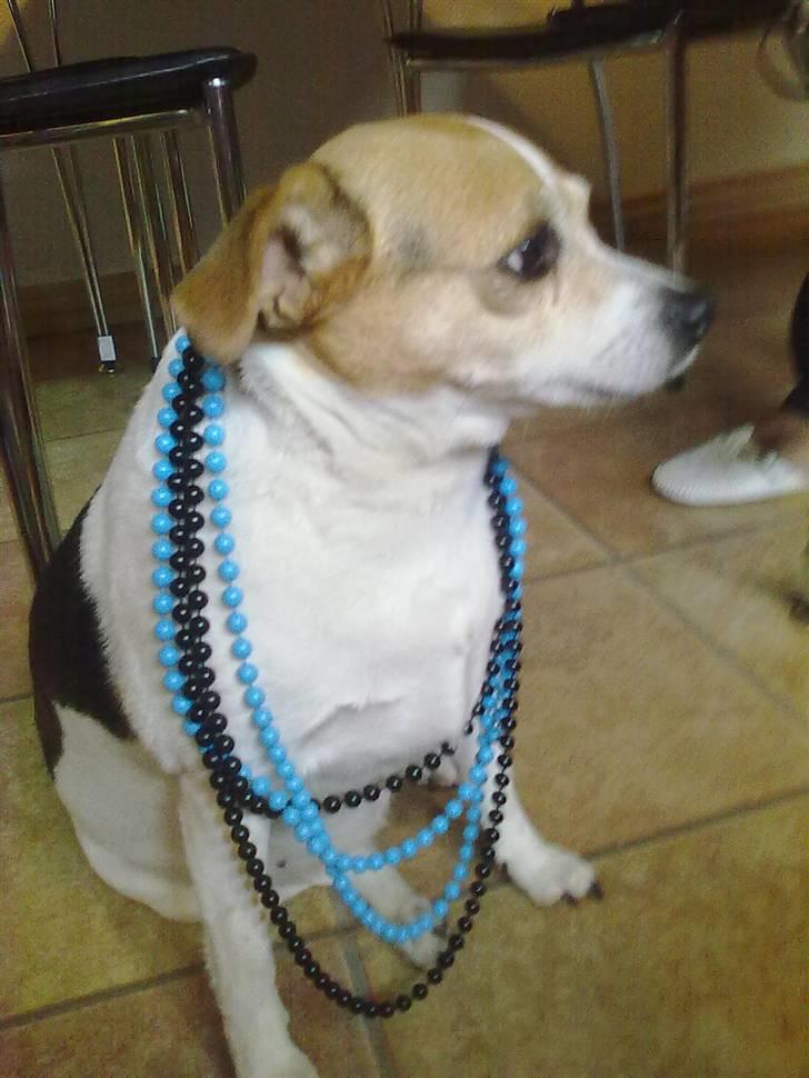 Dansk svensk gaardhund Molly - Molly med min perlekæder ! :) billede 1