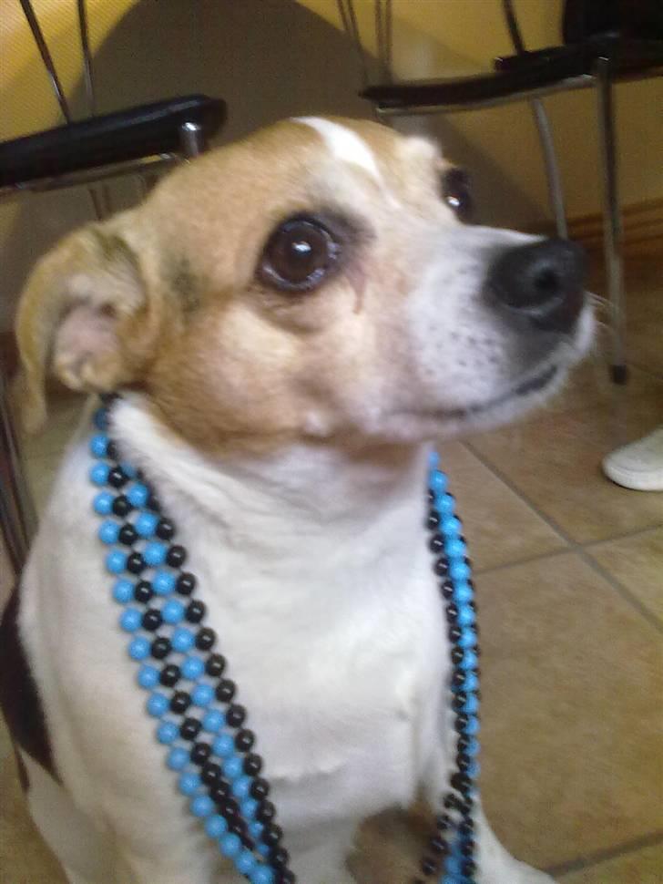 Dansk svensk gaardhund Molly - Molly med mine perlekæder billede 2