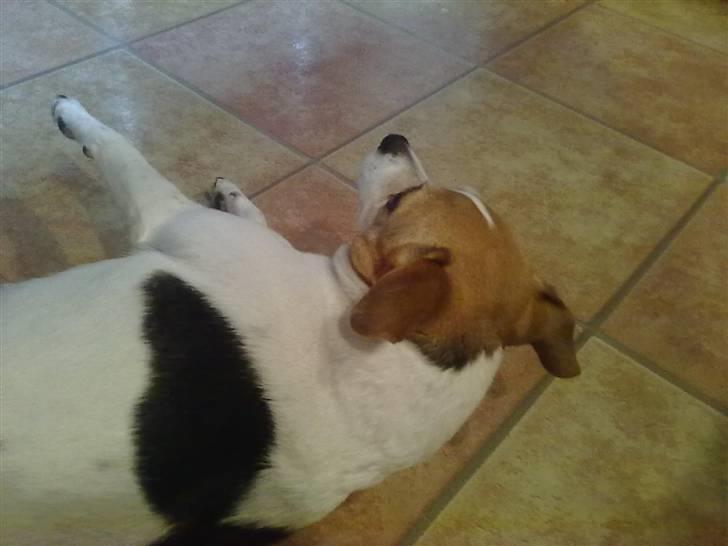 Dansk svensk gaardhund Molly - Molly der ligger ned billede 3