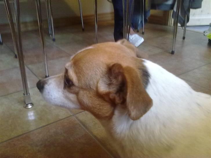 Dansk svensk gaardhund Molly - Molly :) billede 4