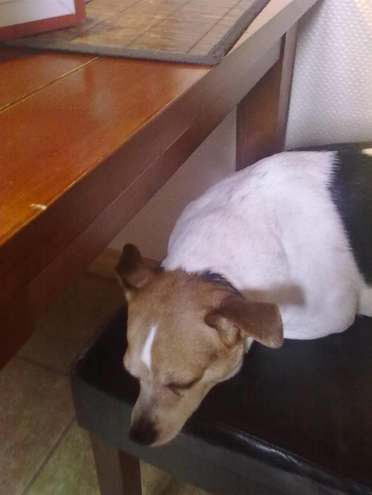 Dansk svensk gaardhund Molly - Molly der ligger på en af hvores gamle stole :D billede 5