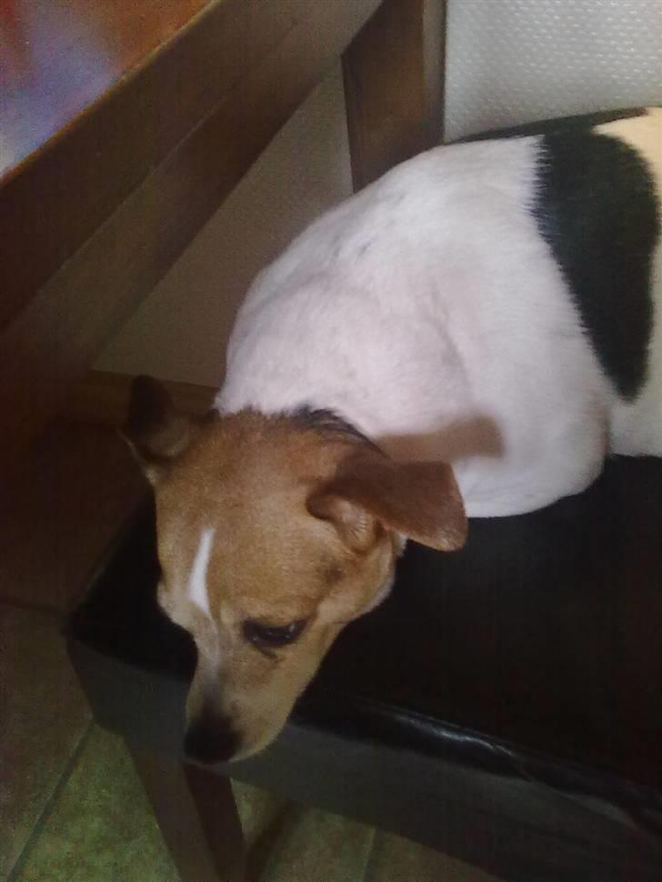 Dansk svensk gaardhund Molly - Igen Molly der ligger på en af hvores gamle stole ! :) billede 6