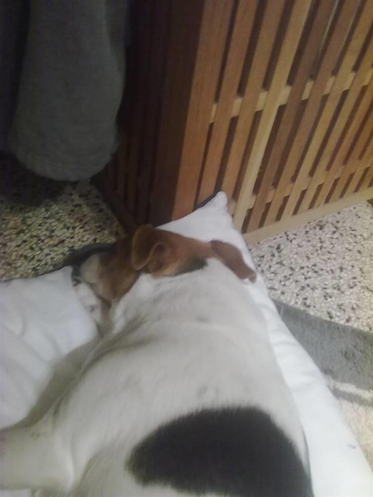 Dansk svensk gaardhund Molly - Molly der ligger på en pude billede 7