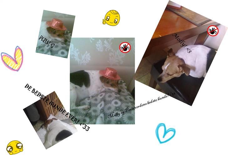 Dansk svensk gaardhund Perle - Har lavet et billede af Molly og Perle på photoscape! :D billede 11