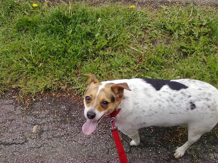 Dansk svensk gaardhund Perle - Mig og Perle er ude at gå tur ! :) billede 12