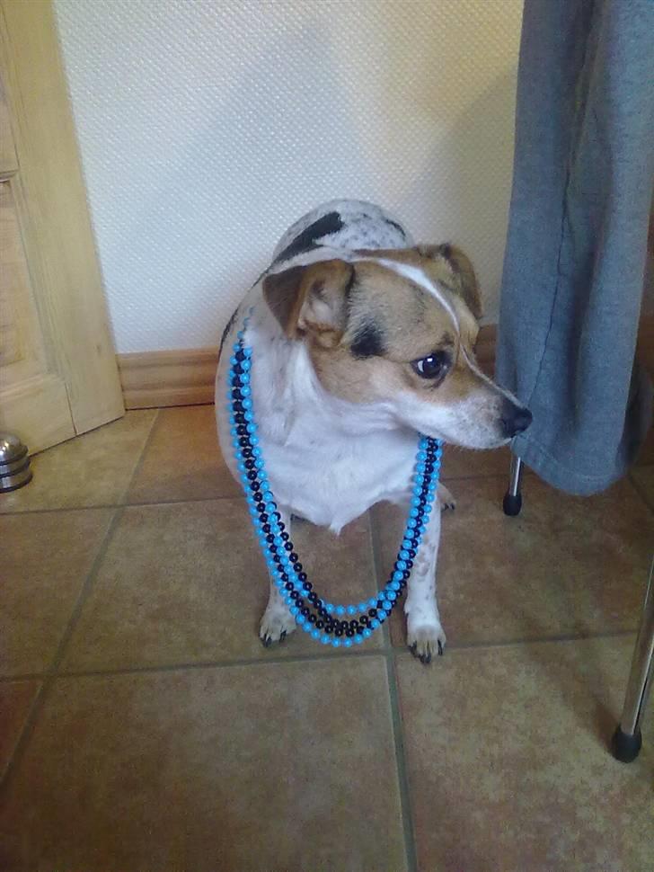 Dansk svensk gaardhund Perle - Perle med mine perlekæder! :) billede 13