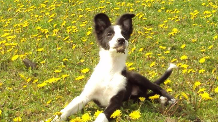 Border collie chang - blomst billede 13