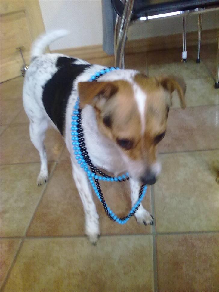 Dansk svensk gaardhund Perle - Perle med min perlekæder! :D billede 14