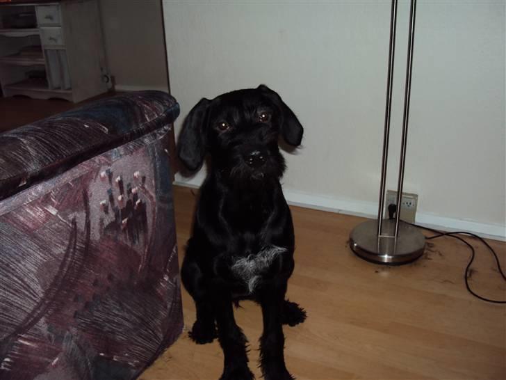 Blanding af racer Zoe billede 20