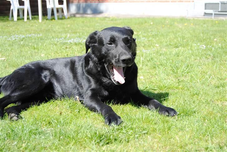 Labrador retriever Newton <3 - Smukke Newton<3! billede 24