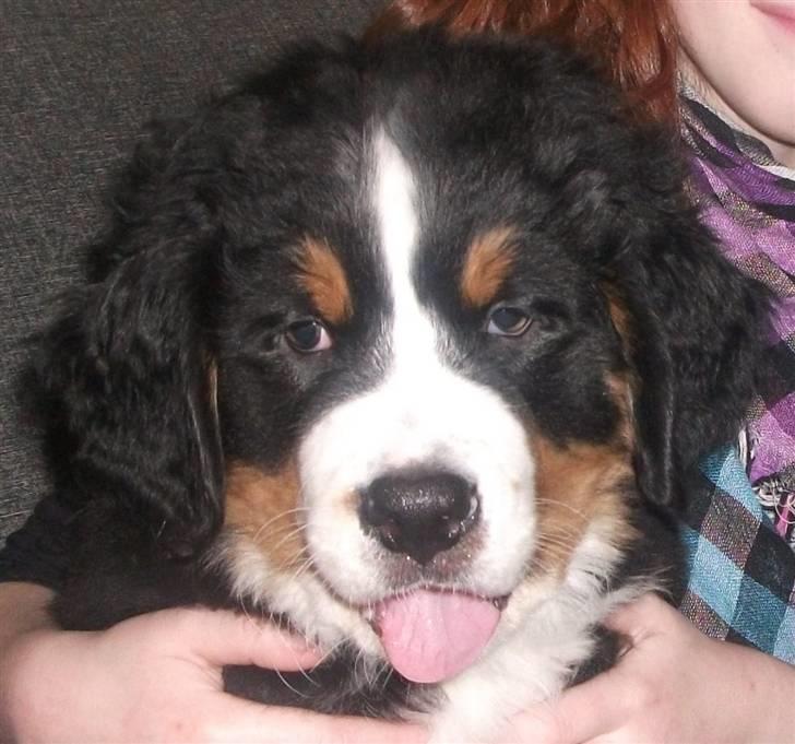 Berner sennenhund Von-Pedersens Boomer - Boomer 8 uger billede 1