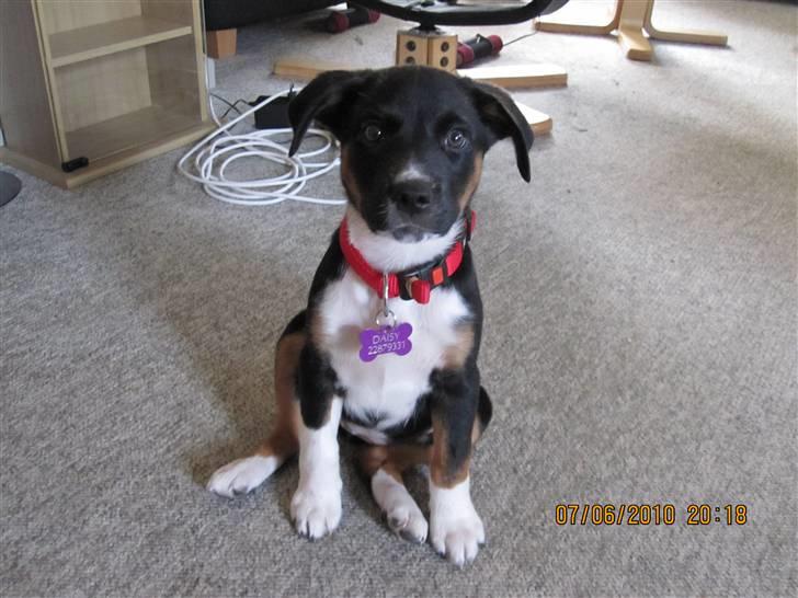 Blanding af racer Daisy billede 5