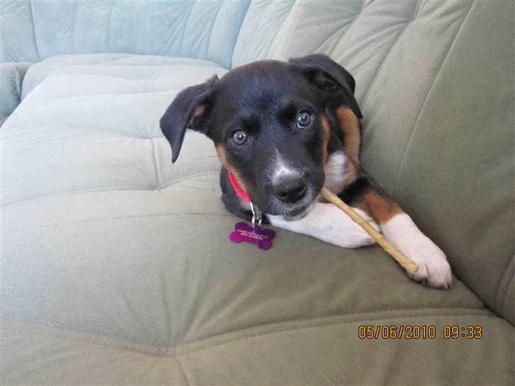 Blanding af racer Daisy billede 6