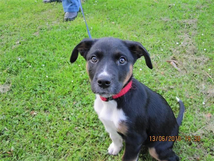 Blanding af racer Daisy billede 7