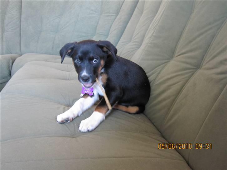 Blanding af racer Daisy billede 8