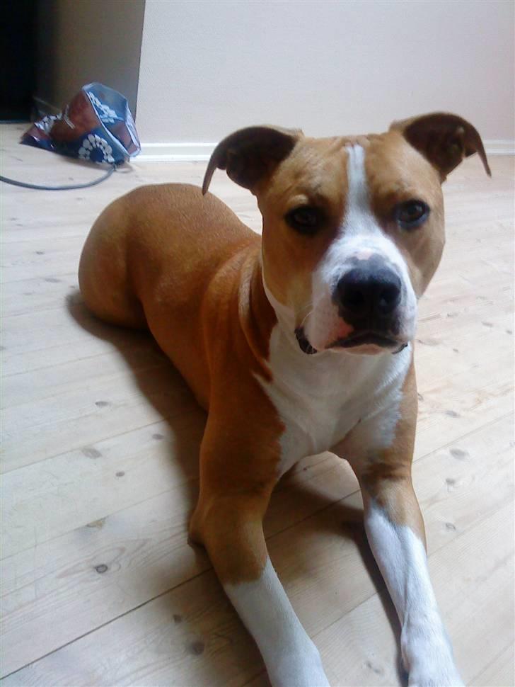 Amerikansk staffordshire terrier Great Vikings Womanizer  billede 9