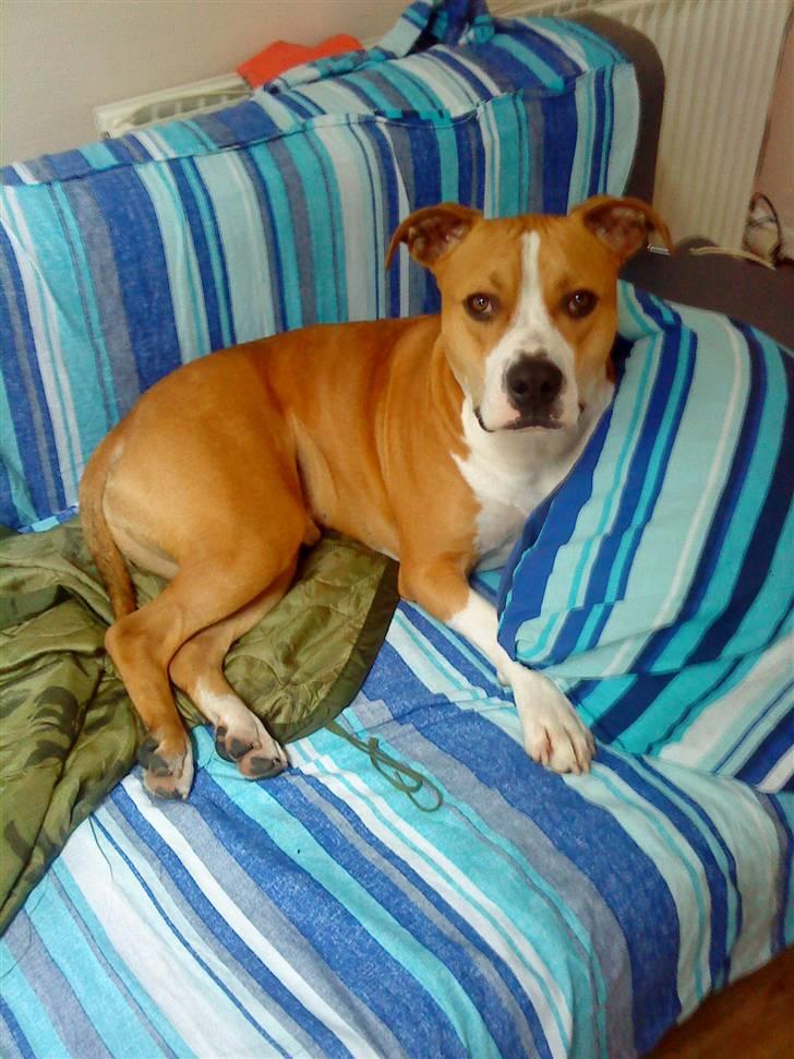 Amerikansk staffordshire terrier Great Vikings Womanizer  billede 10