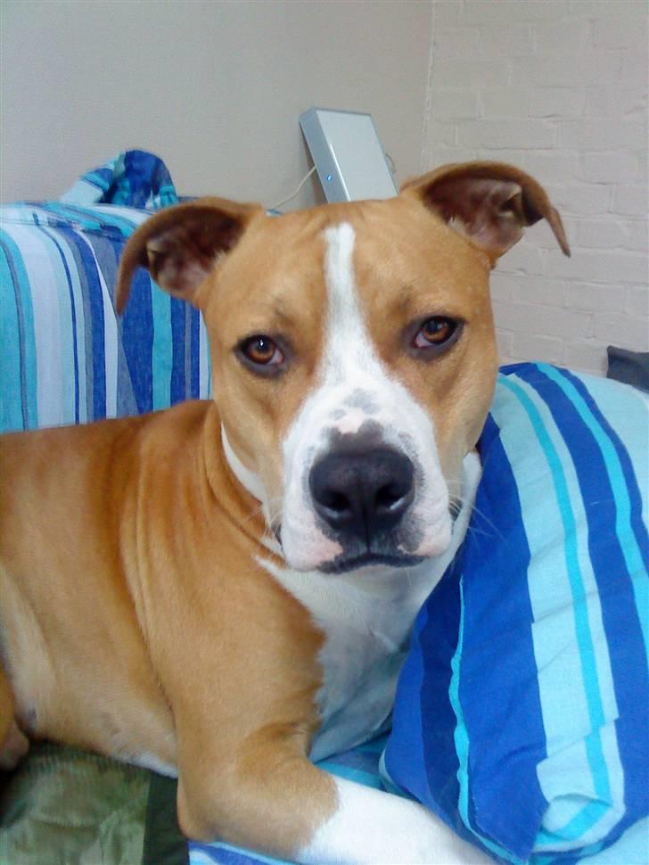 Amerikansk staffordshire terrier Great Vikings Womanizer  billede 11