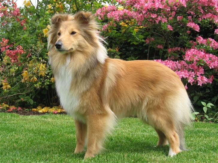 Shetland sheepdog Linda billede 20