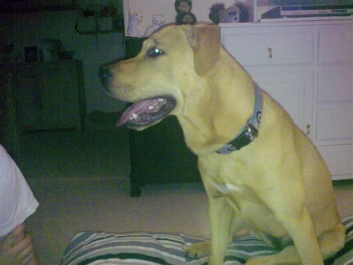 Broholmer Bella - Er der noget til mig ? billede 4