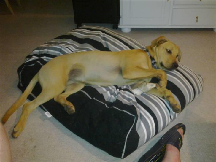 Broholmer Bella - Ligger godt på min nye pude. billede 5