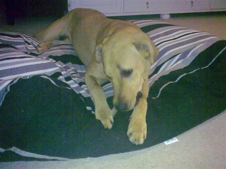 Broholmer Bella - Har fåer et dejligt ben. billede 6