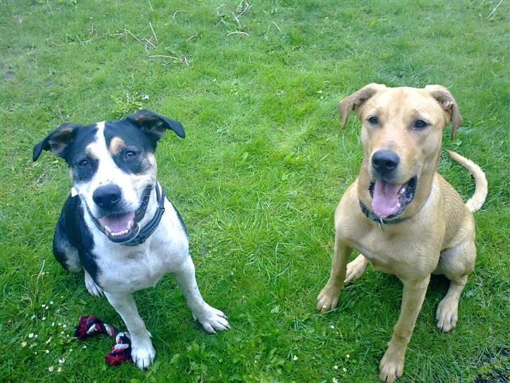 Broholmer Bella - Min bror Arthur og jeg. billede 7