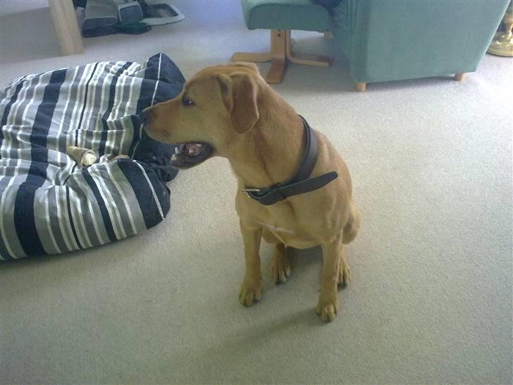 Broholmer Bella - Er det min gode side mor ? billede 8