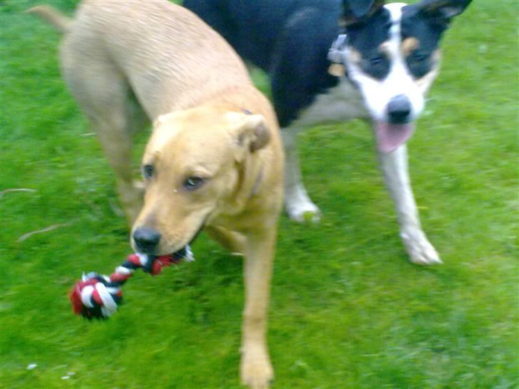 Broholmer Bella - Det er om at komme væk inden Arthur tager mit legetøj. billede 9