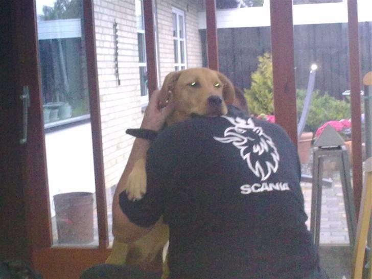 Broholmer Bella - Krammer lige med min far. billede 10