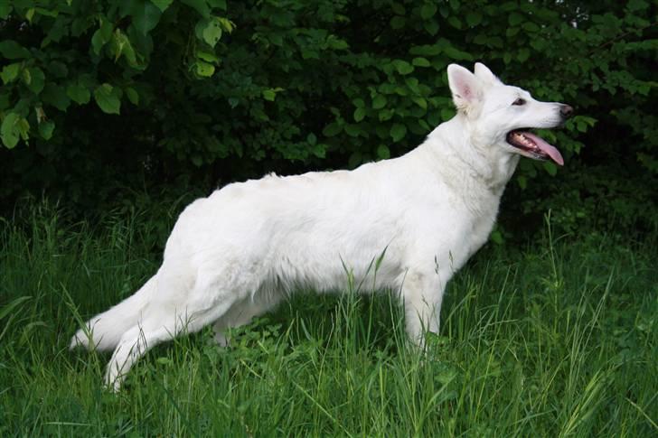 Hvid schæfer Attila billede 1
