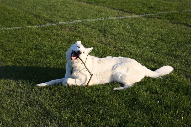Hvid schæfer Attila billede 2